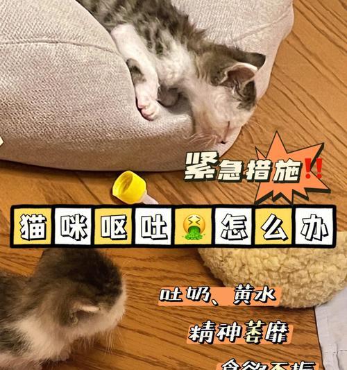猫咪吃了猫粮还呕吐怎么办？