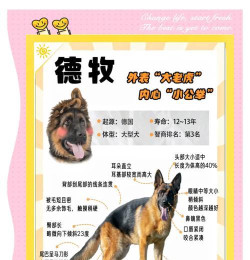 德牧手拉葫芦维修需要多少费用？维修过程是怎样的？