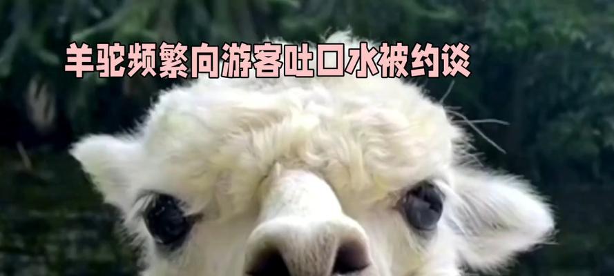 羊驼吐人的行为背后的原因是什么？