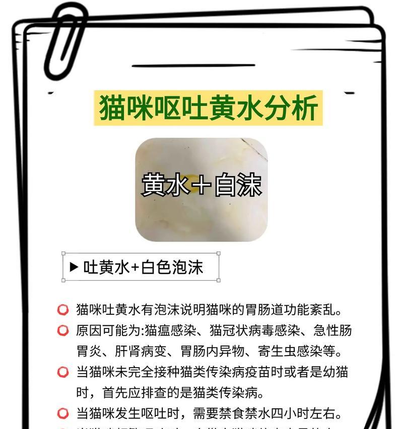 猫吐黄水后多久可以再次喂食猫粮？