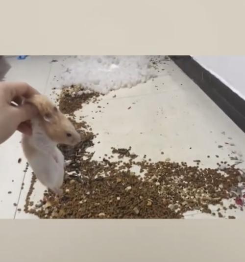 老鼠吃猫粮导致猫抓出血应如何处理？预防措施有哪些？