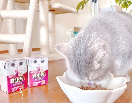猫可见猫咪湿粮怎么办？如何正确喂食？