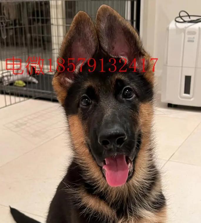 惠安德牧幼犬的售价是多少？