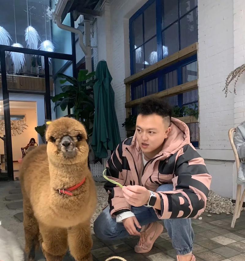 骑羊驼的小哥哥是谁？他的故事有哪些？