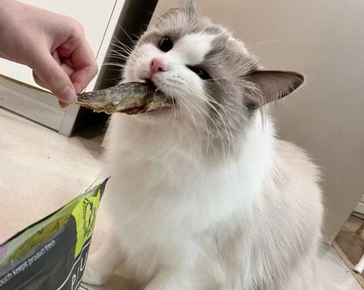 布偶猫为何偏爱吃肉不吃猫粮？