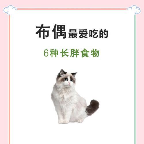 布偶猫为何偏爱吃肉不吃猫粮？