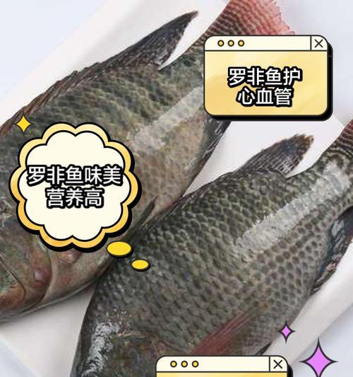 用猫粮钓鱼罗非鱼的效果如何？