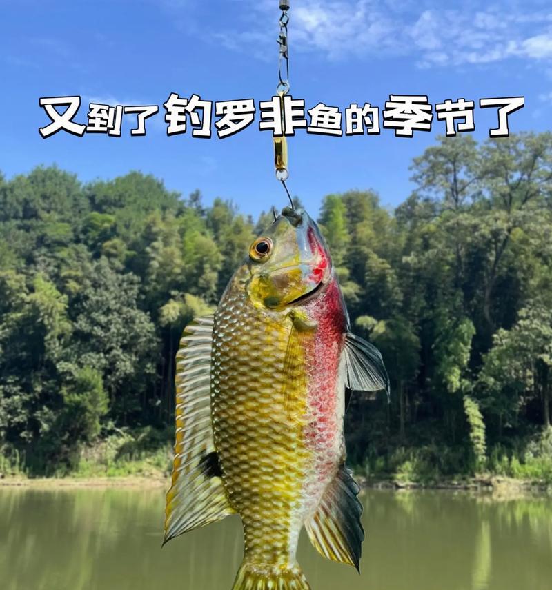 用猫粮钓鱼罗非鱼的效果如何？