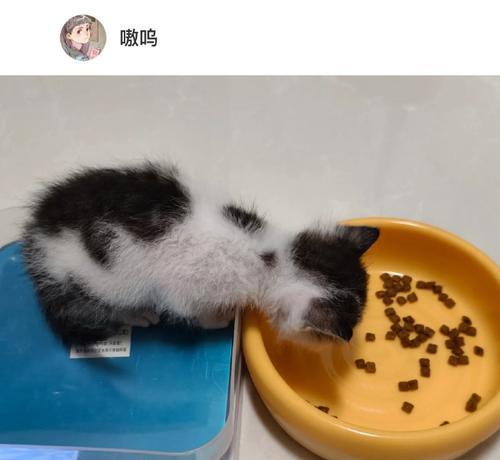 小猫突然偷食猫粮的原因是什么？