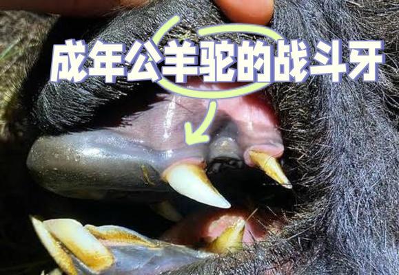 为何会有人骑在羊驼上？