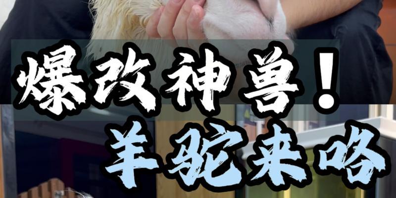 羊驼是如何进化成鲸鱼的？