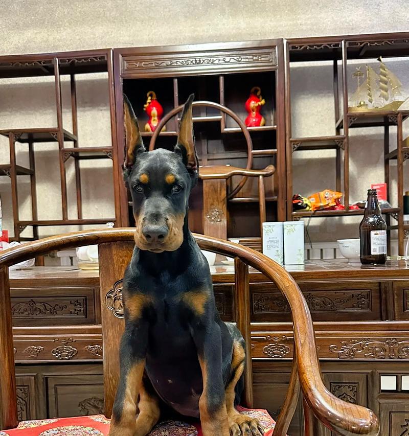 杜宾犬三个月吃什么狗粮比较好？如何选择最适合的狗粮？