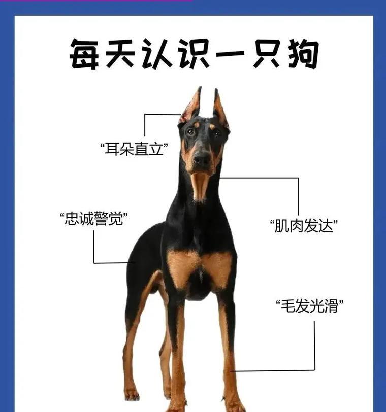 杜宾犬三个月吃什么狗粮比较好？如何选择最适合的狗粮？