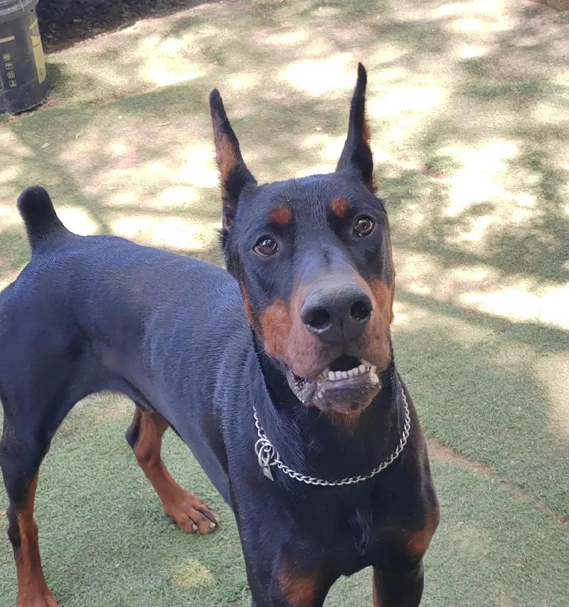 杜宾犬三个月吃什么狗粮比较好？如何选择最适合的狗粮？