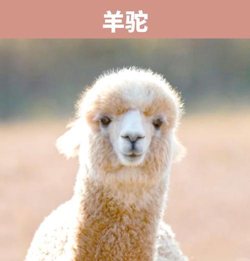 羊驼粪便成坨是什么原因？如何解决？