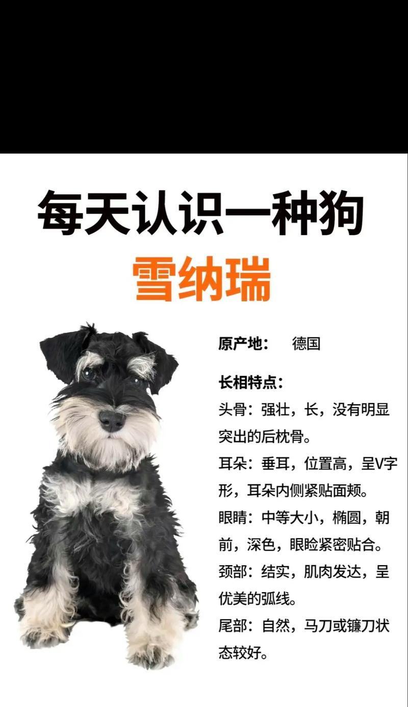2年雪纳瑞一天吃多少？成年雪纳瑞的日常饮食量如何控制？
