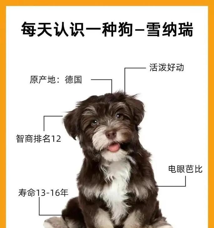 赤峰雪纳瑞犬多少钱一只？如何辨别赤峰雪纳瑞犬的品质？