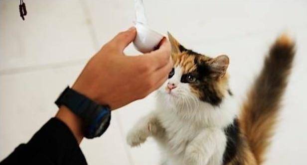 如何训练猫咪不吃鸟粮？