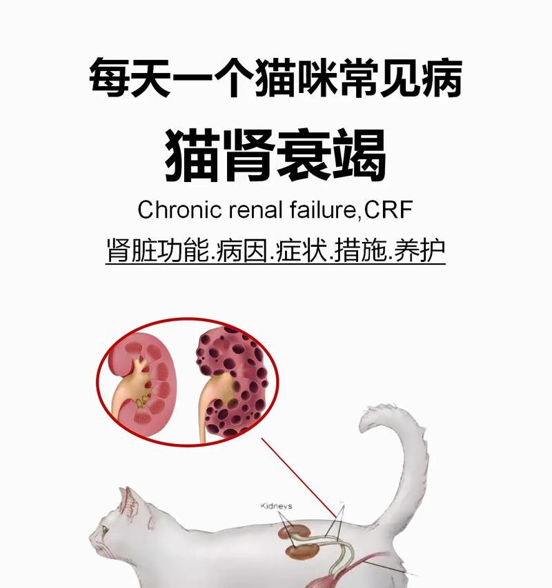 肾衰猫咪不进食猫粮怎么办？如何处理？