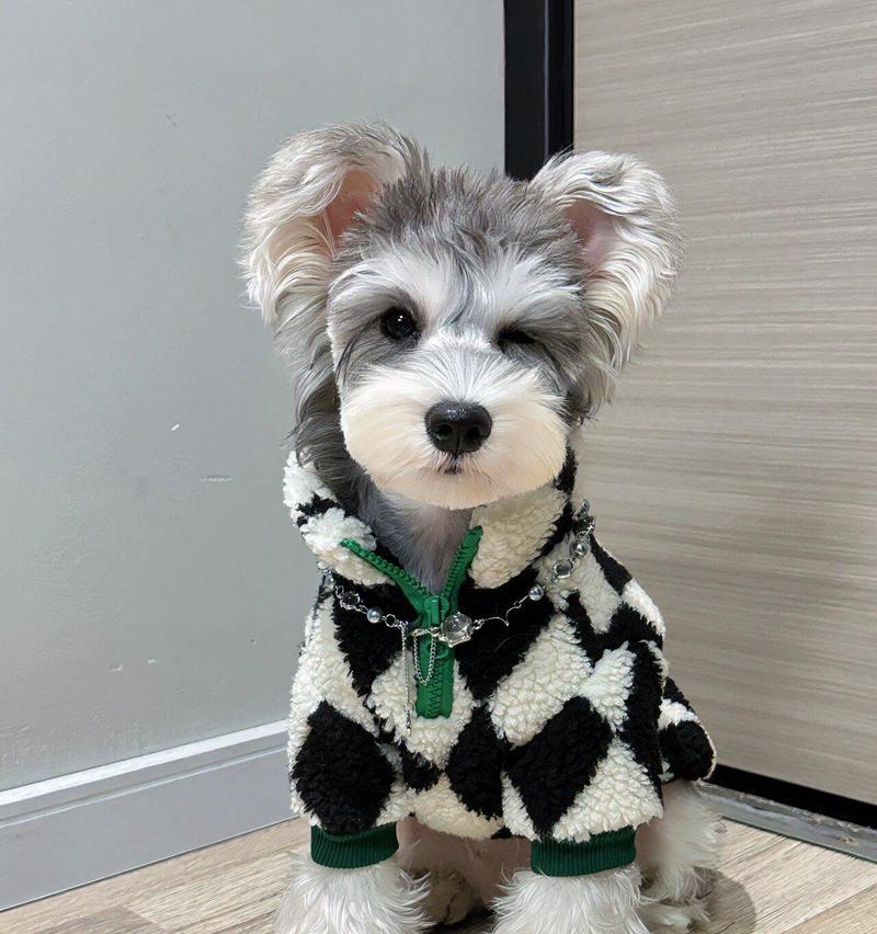 雪纳瑞犬的饮食量如何控制？6个月大需要多少食物？