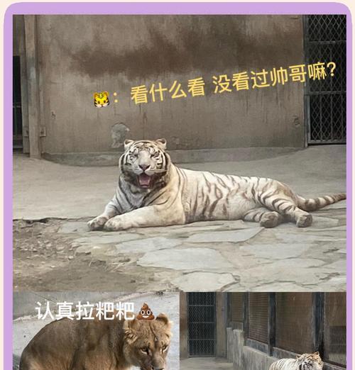 羊驼踢死豹子是什么意思？这个说法有科学依据吗？