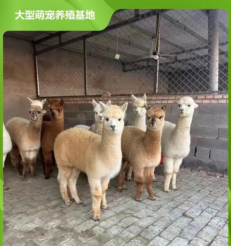 羊驼受欢迎的原因是什么？购买羊驼需要注意什么？