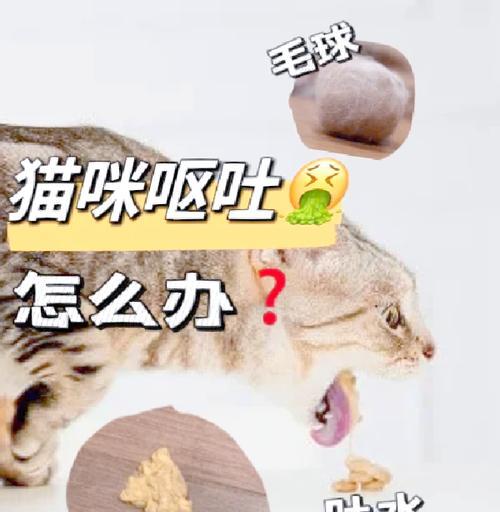 猫咪频繁呕吐猫粮怎么办？有哪些治疗猫咪吐猫粮的方法？