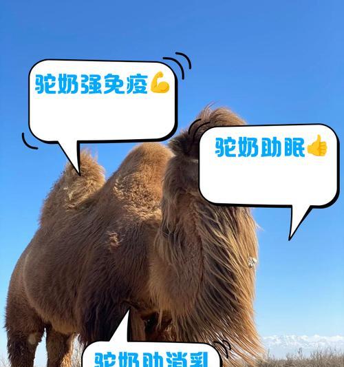 养羊驼产奶后应该如何喂养？
