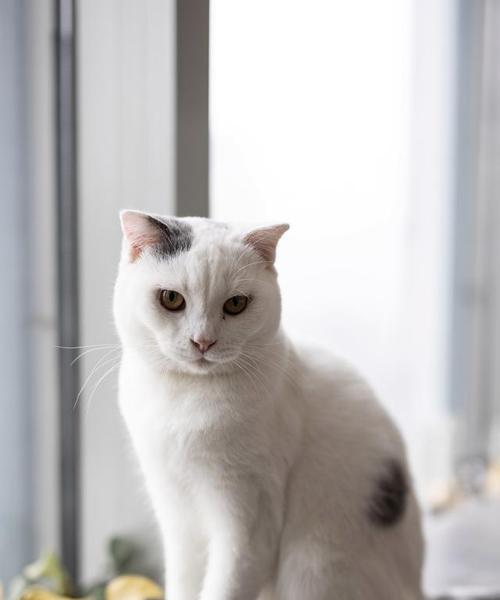 自给自足的猫咪生活状态如何？