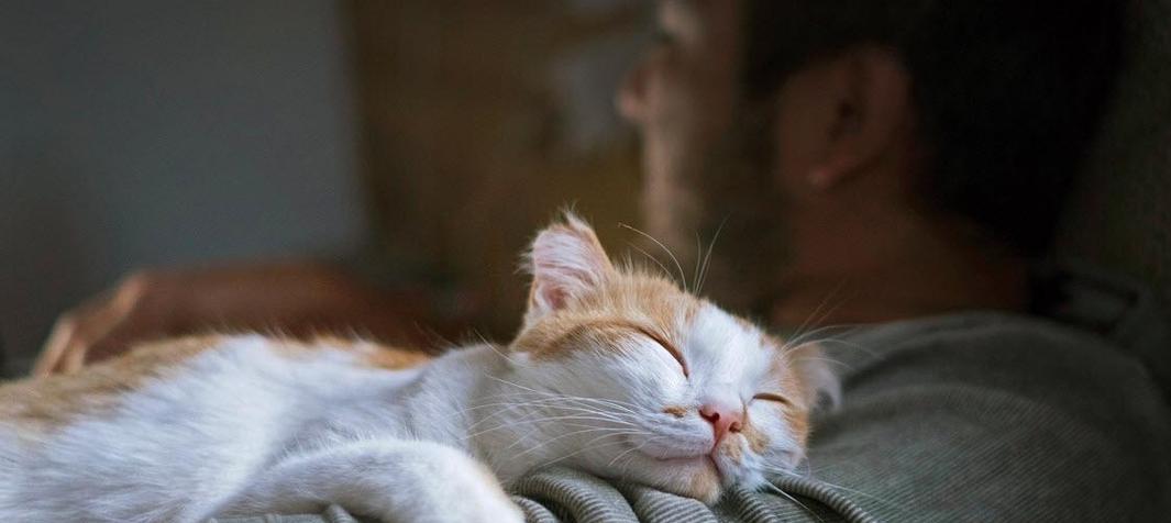 自给自足的猫咪生活状态如何？