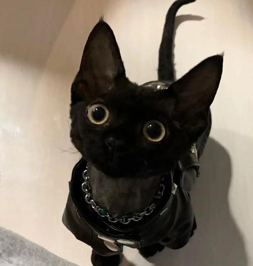 纯黑色猫粮适合哪些猫咪？