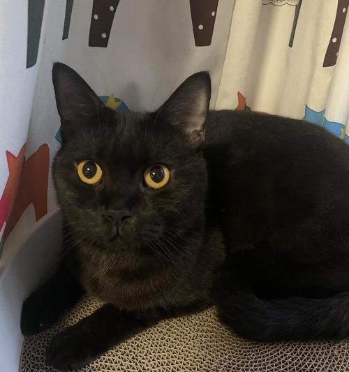 纯黑色猫粮适合哪些猫咪？