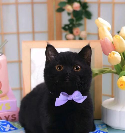 纯黑色猫粮适合哪些猫咪？