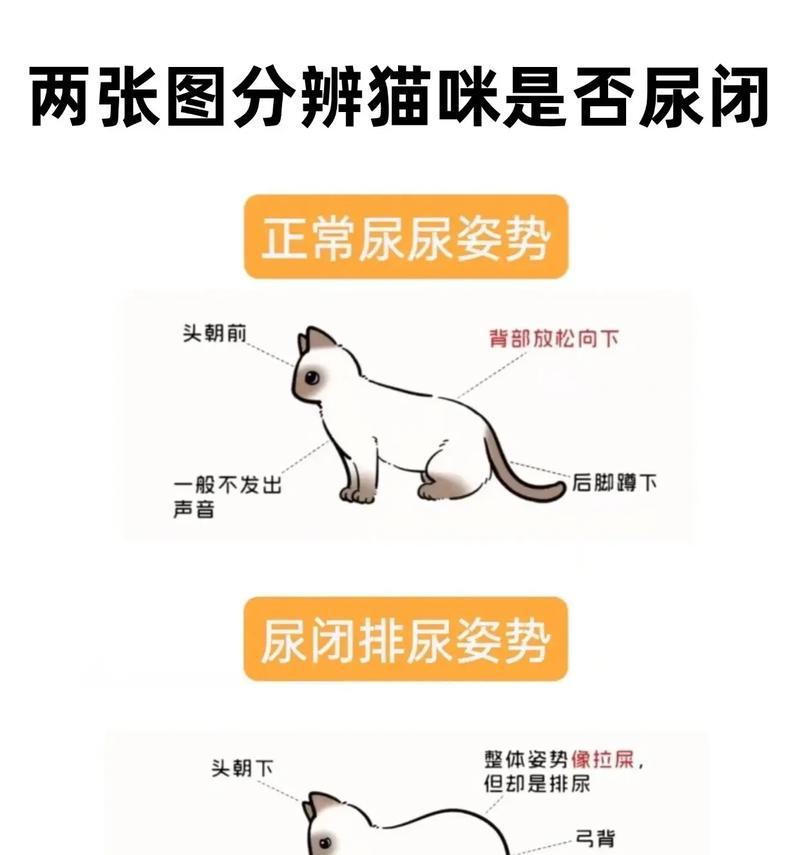 猫尿闭后只喝水不吃猫粮是什么原因？