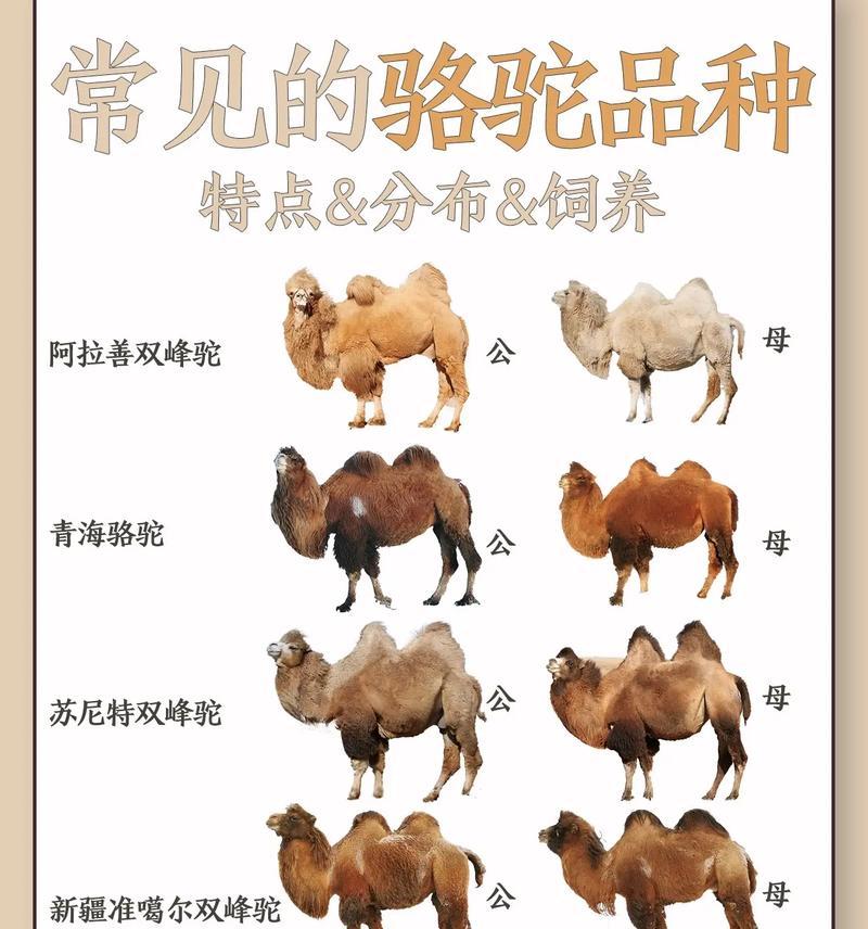 骆驼和羊驼怎么区别？它们的特征有哪些不同？