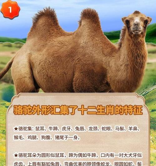 骆驼和羊驼怎么区别？它们的特征有哪些不同？