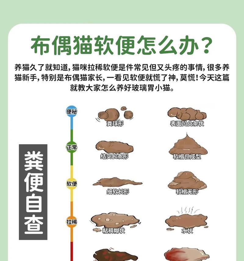 布偶猫不吃饭只吃猫粮是什么原因？如何解决？