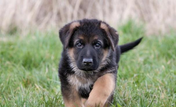 德牧公主4个月体重多少？德牧幼犬的成长速度如何？