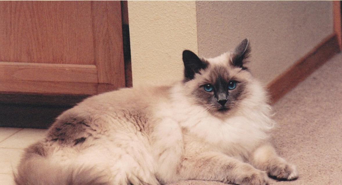 巴里猫适合吃哪种猫粮？