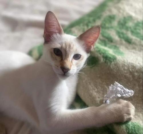 巴里猫适合吃哪种猫粮？