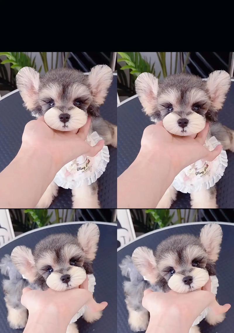雪纳瑞幼犬零食推荐量是多少？