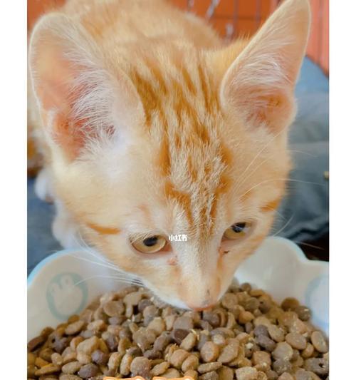 猫突然不吃了猫粮怎么回事？猫粮不吸引猫的原因是什么？