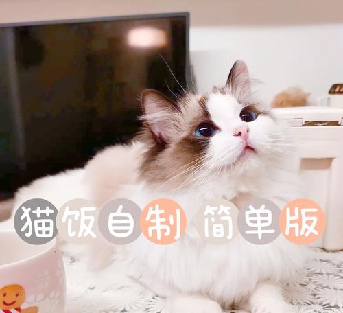 不买猫粮如何自制猫饭？有哪些简单食谱？