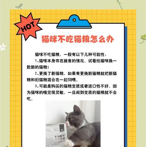 猫咪吃猫粮哽咽怎么办？可能的原因及解决办法？