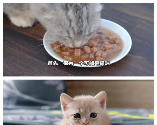 猫咪吃猫粮哽咽怎么办？可能的原因及解决办法？