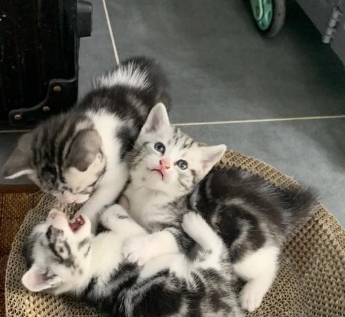 美短母猫煮猫粮的正确方法是什么？