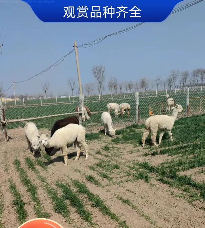 刚购入的羊驼百万应该如何饲养？