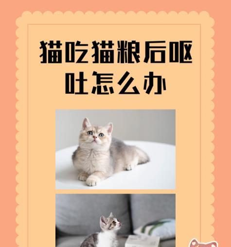 猫产后经常吐猫粮怎么回事？是否需要特别的护理？