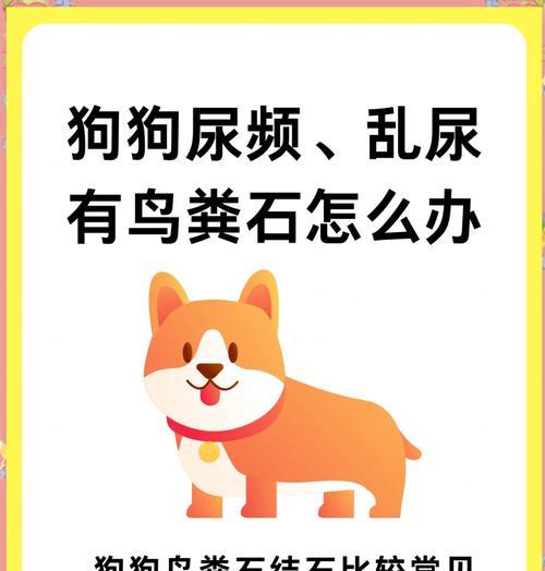 猫粮导致鸟粪石应如何处理？