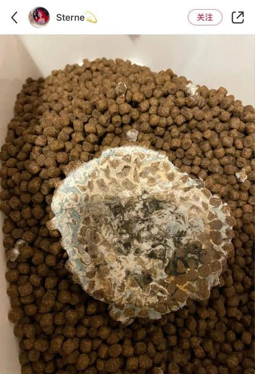 猫粮发霉长白色虫子为什么？如何预防和处理？